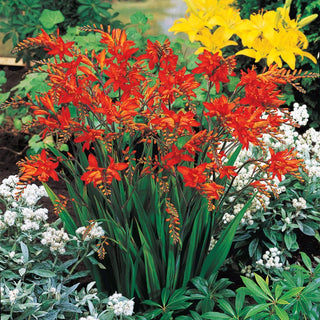 Fire King Crocosmia