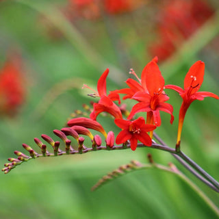 Fire King Crocosmia