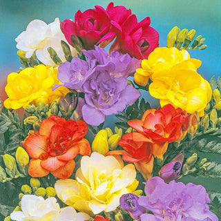 Double Freesia Mixture