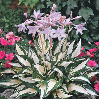 Fire And Ice Hosta