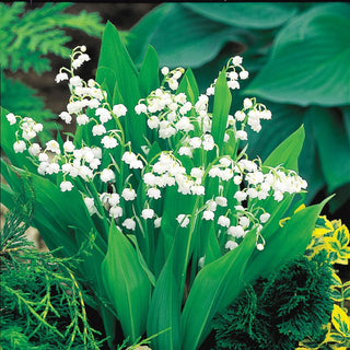 Lily Of The Valley