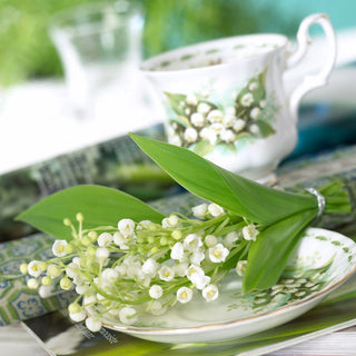 Lily Of The Valley