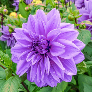 Emperor Dinnerplate Dahlia