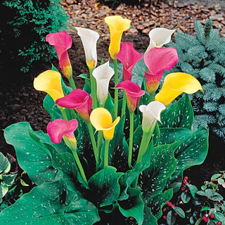 Calla Lily Mixture