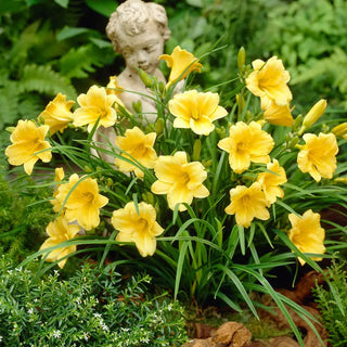 Stella de Oro Dwarf Reblooming Daylily