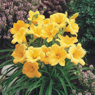 Stella de Oro Dwarf Reblooming Daylily