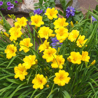 Stella de Oro Dwarf Reblooming Daylily