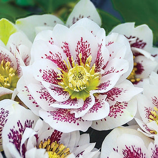 Confetti Cake Helleborus