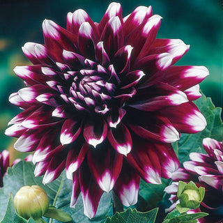 Mystery Day Dahlia