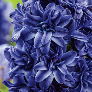 Royal Navy Double Hyacinth