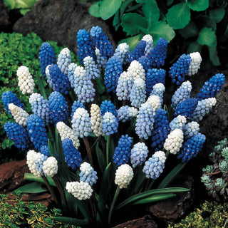 Two Months Of Grape Hyacinths