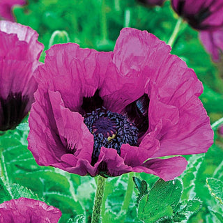 Patty's Plum Poppy