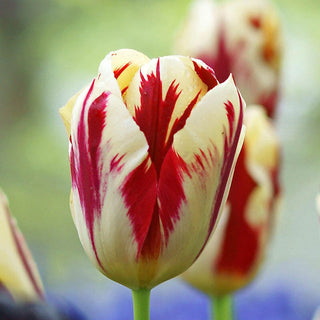 Grand Perfection Tulip