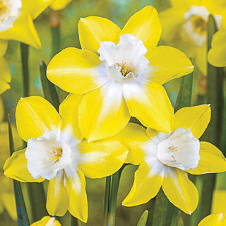 Jonquilla Daffodils