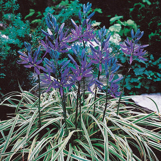 Blue Melody Camassia