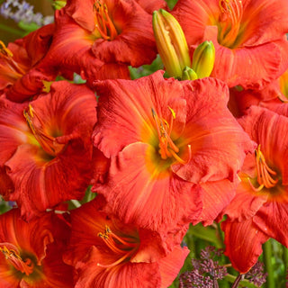 Desert Flame Reblooming Daylily