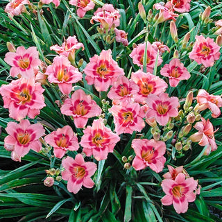 Strawberry Candy Reblooming Daylily