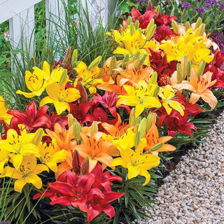 Sunset Carpet Border Lily Mixture