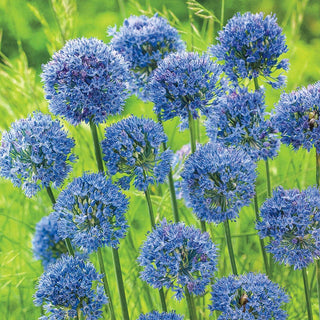 Azure Allium