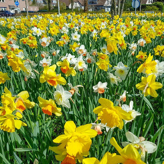 Shade Daffodil Mixture