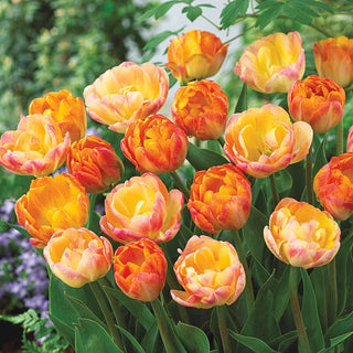 Peach Melba Tulip Blend