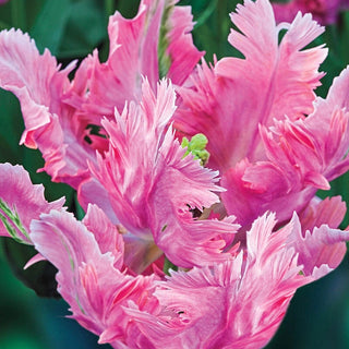 Parrot Pink Vision Tulip