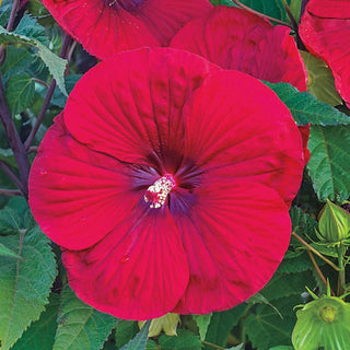 Vintage Wine Hibiscus