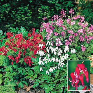 Reblooming Bleeding Heart Mixture