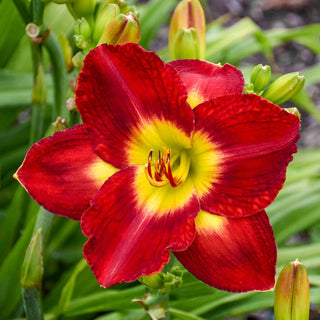 Passion For Red Reblooming Daylily