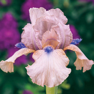 Concertina Reblooming Bearded Iris