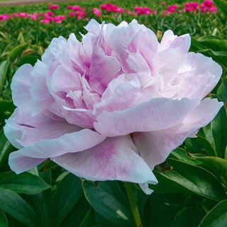 Seeing Blue Peony