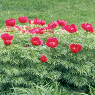 Fernleaf Peony