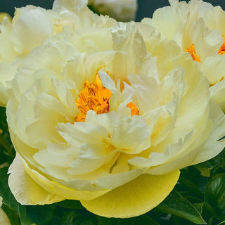 Lemon Chiffon Peony