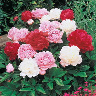 Fragrant Peony Mix