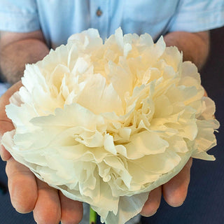 Bowl Of Cream Peony