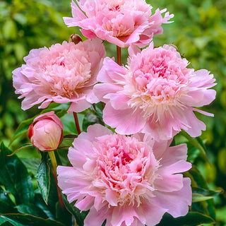 Pecher Peony