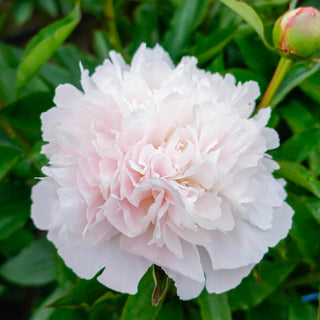 Pecher Peony