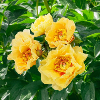 Garden Treasure Itoh Peony