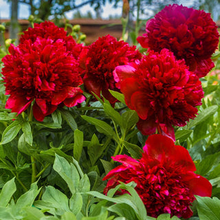 Red Charm Peony