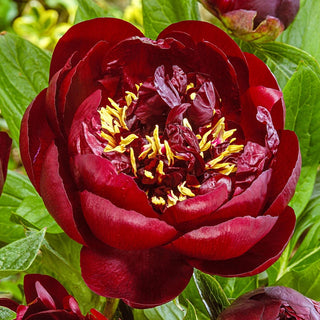 Buckeye Belle Peony