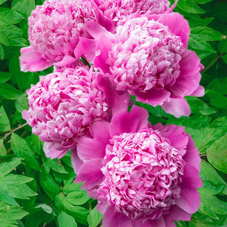 Historic Peonies