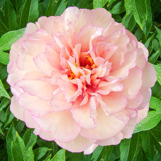 Scrumdiddlyumptious Itoh Peony