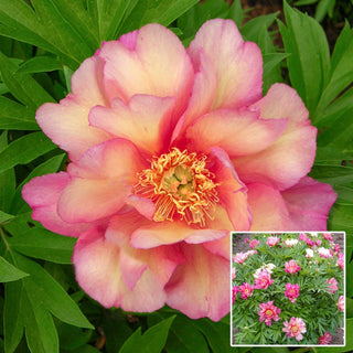 Rose Julia Itoh Peony