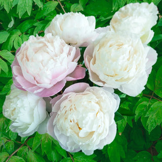 Gardenia Peony