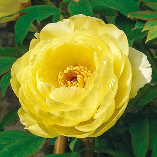 High Noon Tree Peony