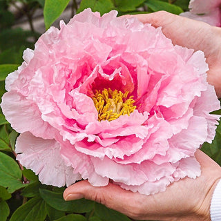 Hanakisoi Tree Peony