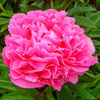 Dr Alexander Fleming Peony