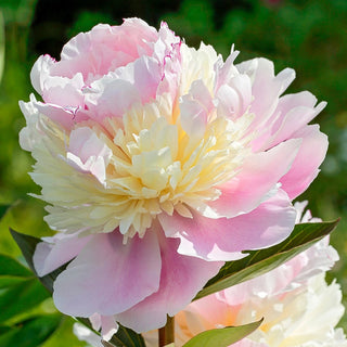 Raspberry Sundae Peony