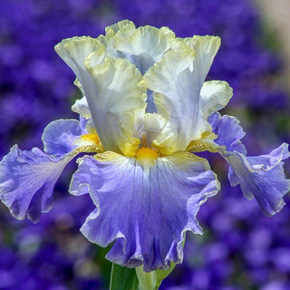 Gilt Edged Bond Bearded Iris