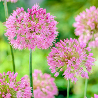 Nutans Allium